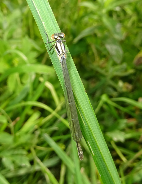 femmina di...... Coenagrion puella